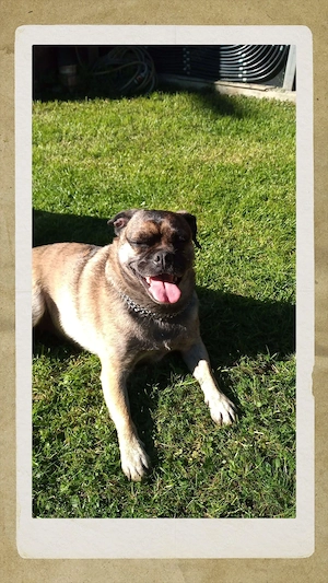 Frobs Mischlingshündin Bild 7