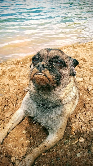 Frobs Mischlingshündin