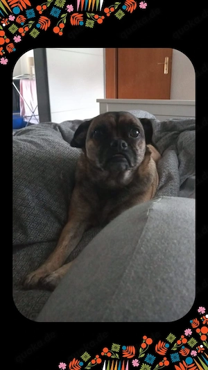 Frobs Mischlingshündin Bild 3