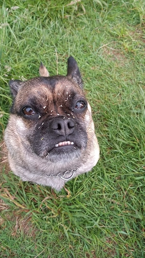 Frobs Mischlingshündin Bild 9