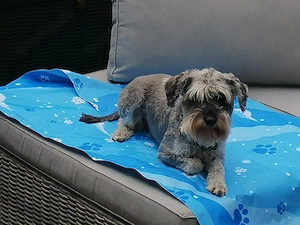 Zwergschnauzer, Deckrüde