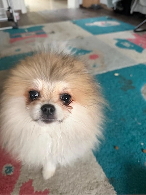 Zuckersüßer Pomeranian Spitz Welpe (4 Monate)   Gechipt & Geimpft