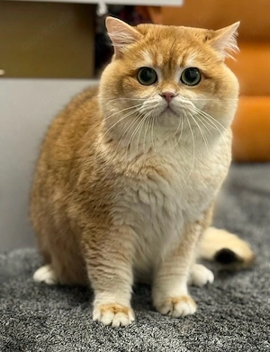 Deckkater Britisch Kurzhaar Kater (BRI ny 12 Black Golden Shell)