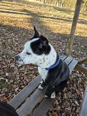 2 Jahre Alte Mischlingshündin zu verkaufen 