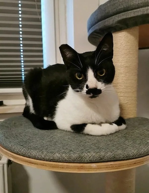 Liebevoller Kater Sucht ein ruhiges Zuhause 