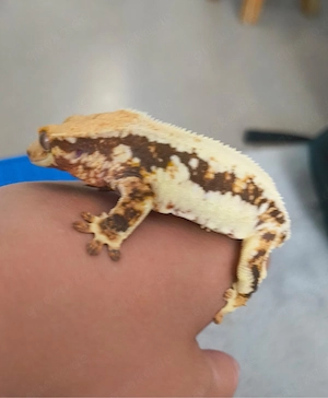 Verkaufe Lilly White Kronengecko Weibchen ca. 3 Jahre Alt 