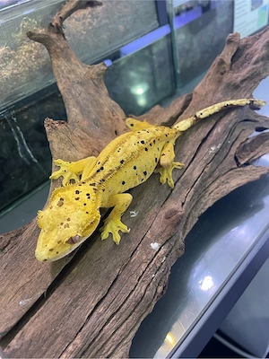 Verkaufe Dalmatiner Kronengecko Weibchen