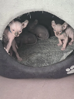 2 kanadische Sphynx Kitten suchen 