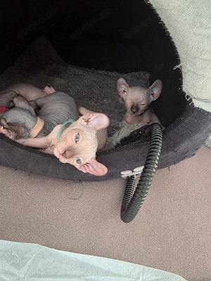 Einzigartiger Elf-Kater mit strahlend blauen Augen sucht Herzensplatz!