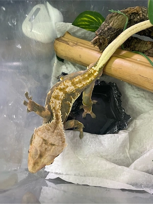 Verkauf hier ein Tricolor Kronengecko Männchen