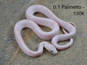 Palmetto-Kornnattern eigene NZ Okt. 2025