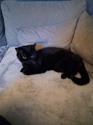 katzen 3stück