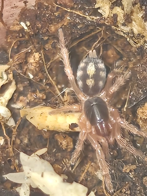 Hapalosus formosus Babys FH2