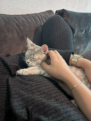 BKH Mix Katze 1 Jahr alt