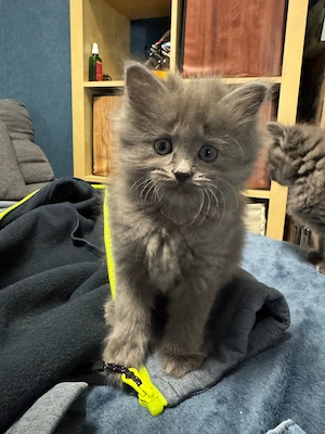 Taktile, menschenbezogene Kätzchen suchen ein liebevolles Zuhause. Sie verbringen sehr gerne Zeit mi