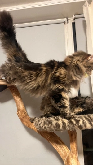 Reinrassige Main Coon Kitten Mädchen Jungen mit Kaufvertrag Stammbaum mit Starter Paket abgabebereit