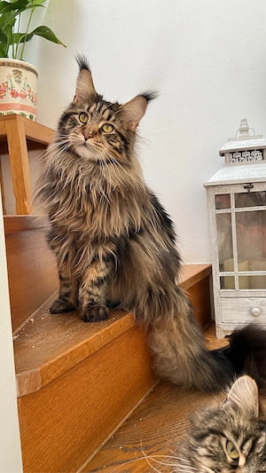 Reinrassige Main Coon Jungen mit Kaufvertrag Stammbaum mit Starter Paket abgabebereit Bild 3