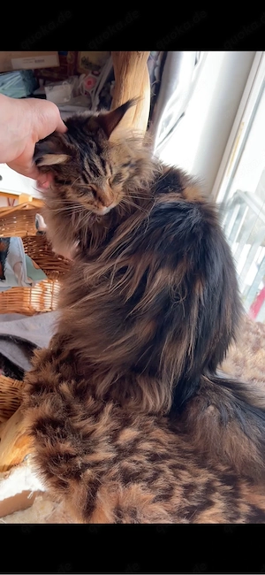 Reinrassige Main Coon Jungen mit Kaufvertrag Stammbaum mit Starter Paket abgabebereit Bild 2