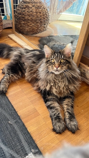 Reinrassige Main Coon Jungen mit Kaufvertrag Stammbaum mit Starter Paket abgabebereit Bild 4