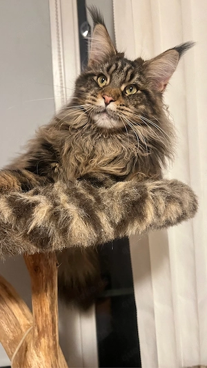 Reinrassige Main Coon Jungen mit Kaufvertrag Stammbaum mit Starter Paket abgabebereit Bild 5