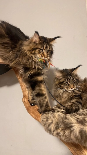 Reinrassige Main Coon Jungen mit Kaufvertrag Stammbaum mit Starter Paket abgabebereit Bild 6