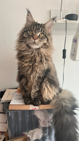 Reinrassige Main Coon Jungen mit Kaufvertrag Stammbaum mit Starter Paket abgabebereit Bild 8
