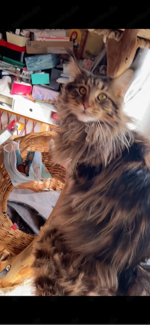 Reinrassige Main Coon Jungen mit Kaufvertrag Stammbaum mit Starter Paket abgabebereit Bild 7