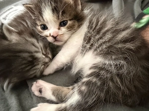 Baby Kater BKH Angora Mix 