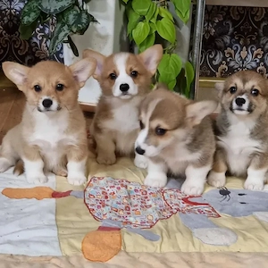Pembroke Welsh Corgi welpen 