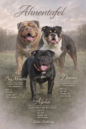 Old English Bulldog Deckrüde 