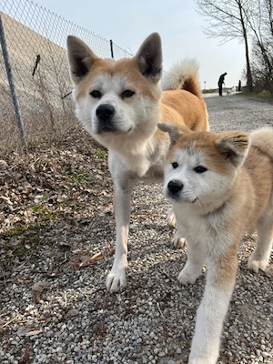 Japan Akita Inu Weibchen