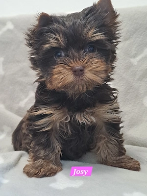 Yorkshire Terrier Hündin 