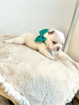 Französische Bulldoggen zu verkaufen