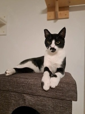 Liebevoller Kater Sucht ein ruhiges Zuhause 