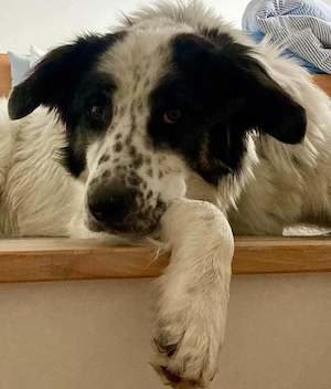 Lykke - aktive + liebevolle Schmusehündin wartet in PLZ 21244 