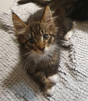 Reinrassige Maine Coon babys xxl