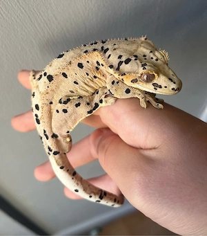 Kronengecko Dalmatiner Männchen 