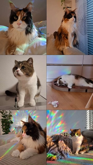 Zwei liebevolle Katzen (2 Jahre) Maine Coon und British Kurzhaar 