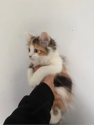 main coon katze 2 monate alt 