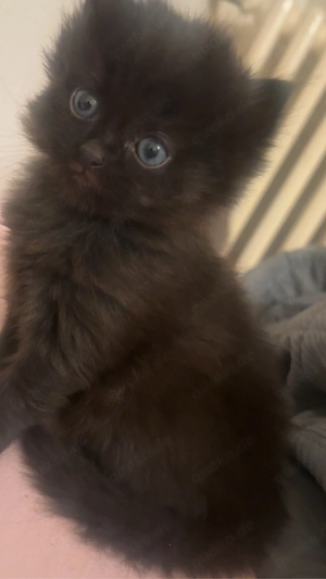 Wunderschönes dunkelbraunes Katzenbaby   Ragdoll-Mix  Ich biete hier ein außergewöhnlich süßes, dunk