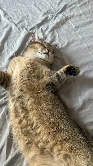 Kater Balou sucht ein liebesvolles Zuhause 