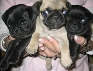 Wunderschönen Rüden und Hündinnen Mops Welpen mit Papieren 