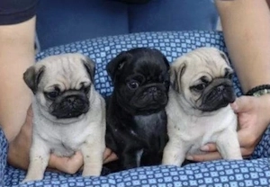 Rüden und Hündinnen Mops Welpen mit Papieren 