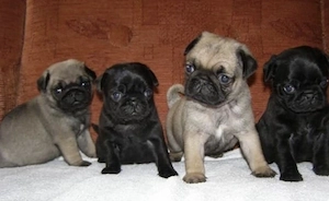 Mops Welpen für ein Haustier liebevolles zuhause