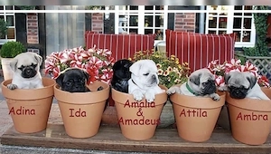 Wunderschöne  Mops welpen mit Papieren