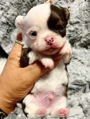 Gut sozialisierte Chihuahua-Welpen   Perfekte Begleithunde