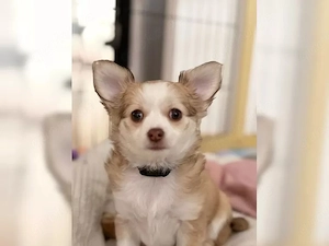 5 bezaubernde Welpen bereit zur Adoption   3 Mädchen & 2 Jungen!