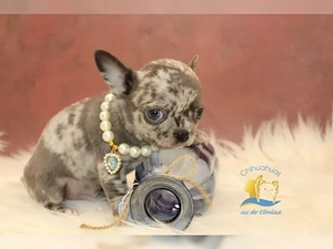 Süße kleine Welpen bereit zur Adoption   3 Prinzessinnen & 2 hübsche Jungen