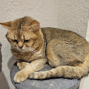 Sanfter Riese in Black Golden Shaded  