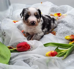 Welpen voller Lebensfreude bereit für ihr Zuhause fürs Leben!